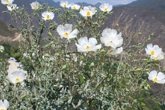 Argemone grandiflora