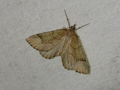 Eulithis mellinata