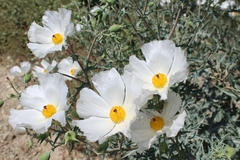 Argemone grandiflora