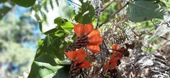 Erythrina breviflora