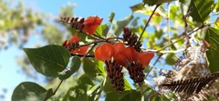 Erythrina breviflora