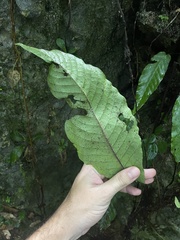 Hypoderris brownii
