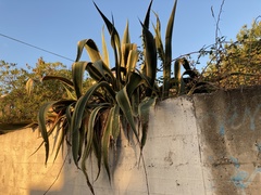 Agave americana