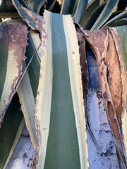 Agave americana
