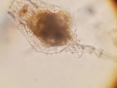 Trichotria tetractis