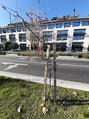 Terminalia australis