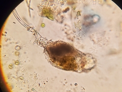 Trichotria tetractis