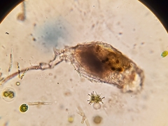 Trichotria tetractis