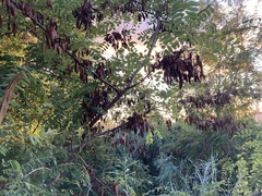 Robinia pseudoacacia
