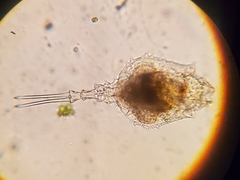 Trichotria tetractis