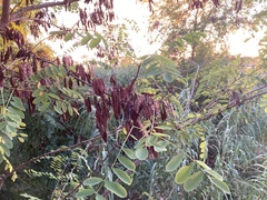 Robinia pseudoacacia