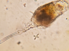 Trichotria tetractis