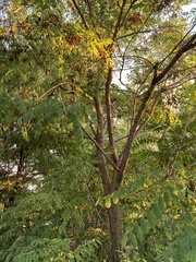 Robinia pseudoacacia