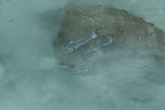 Roncador stearnsii