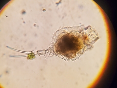 Trichotria tetractis