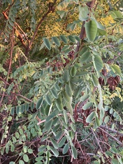 Robinia pseudoacacia