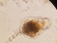 Trichotria tetractis