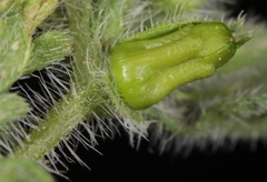 Glandularia quadrangulata