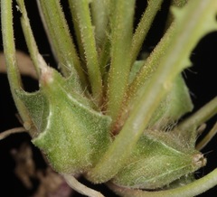 Oenothera triloba