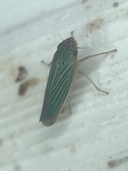 Xyphon reticulatum