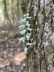 Spiranthes niklasii