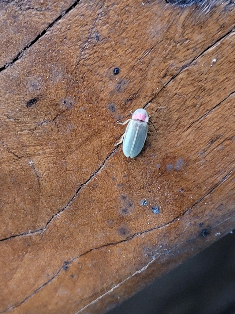 Heterophotinus viridicolor