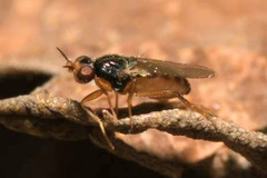 Elachiptera cornuta