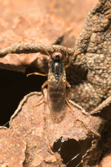 Elachiptera cornuta
