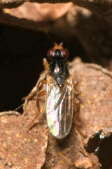Elachiptera cornuta
