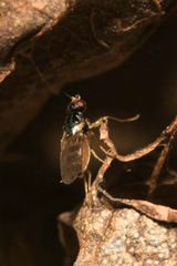 Elachiptera cornuta