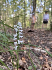 Spiranthes niklasii