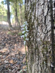 Spiranthes niklasii