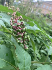 Phytolacca americana