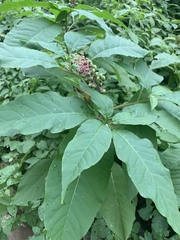 Phytolacca americana