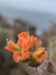 Castilleja latifolia