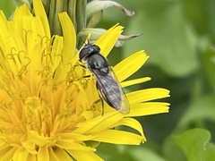 Platycheirus trichopus
