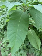 Phytolacca americana
