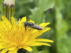Platycheirus trichopus