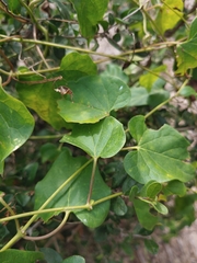 Cynanchum unifarium