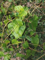 Cynanchum unifarium