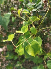Cynanchum unifarium