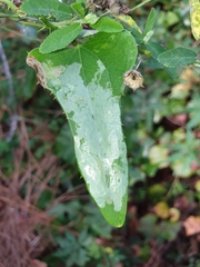 Liriomyza schmidti image