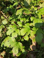 Viburnum opulus americanum