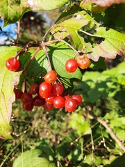 Viburnum opulus americanum