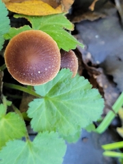 Pholiotina rugosa