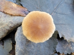 Pholiotina rugosa