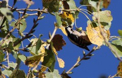 Pemphigus obesinymphae