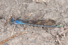 Argia funebris