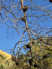 Pinus