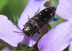 Acmaeodera tubulus